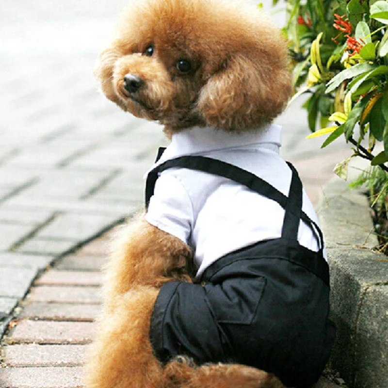 Jauns Suņu Apģērbu Pavasarī Un Rudenī Pet Džentlmenis Uzvalks Siksnas Kleitu par Bichon Chihuahua Hiromi Pet četrkājainajiem Krekls Pet Piegādēm