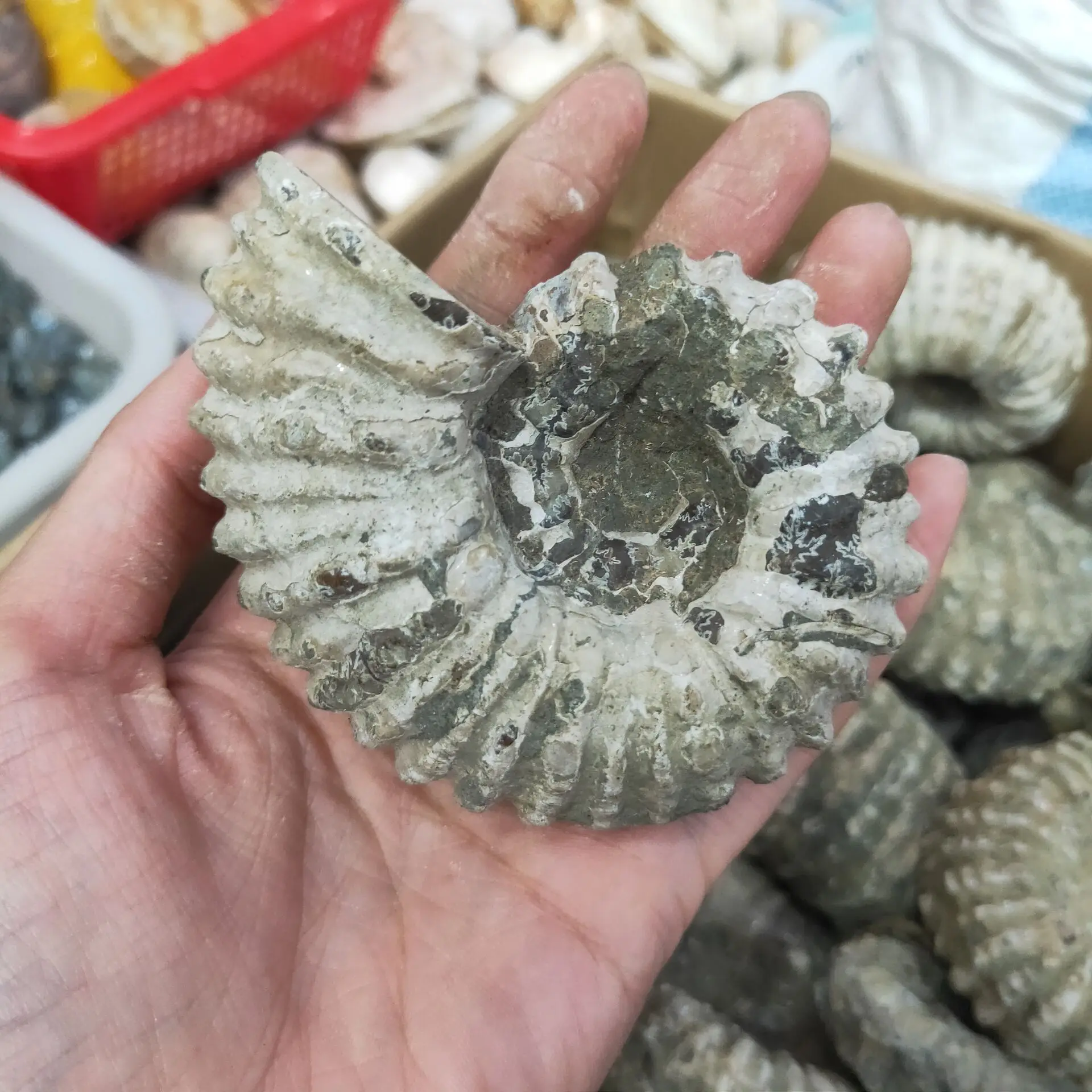 Dabas Ammonite Izrakteņu Paraugu Ammolite Okeāna Dzīvnieku Gliemeža Gliemene Madagaskara Sākotnējo Paraugu Minerālu